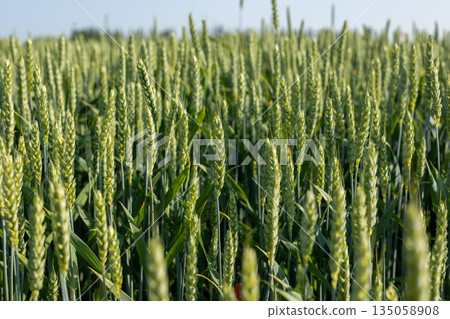 A lush field of green wheat stretches into the distance, showcasing the beauty of nature and the bountiful crops in the growth stage A lush field of green wheat stretches into the distance, showcasing the beauty of nature and the bountiful crops in the growth stage 135058908