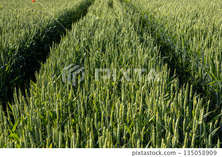 Vibrant wheat crops flourish in rows, showcasing nature's beauty and agricultural growth on a sunny day in the countryside Vibrant wheat crops flourish in rows, showcasing nature's beauty and agricultural growth on a sunny day in the countryside 135058909