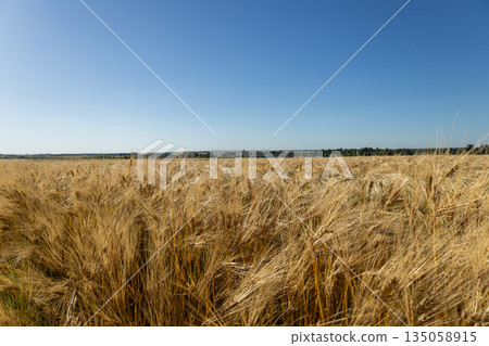 Vibrant wheat crops stretch across the landscape, basking in the warm sunlight amid a clear blue sky that enhances the beauty of nature Vibrant wheat crops stretch across the landscape, basking in the warm sunlight amid a clear blue sky that enhances the beauty of nature 135058915
