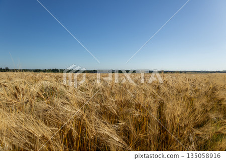Sun-kissed fields of wheat stretch across the horizon, showcasing nature's bounty amidst a clear blue sky, inviting a sense of calm and growth Sun-kissed fields of wheat stretch across the horizon, showcasing nature's bounty amidst a clear blue sky, inviting a sense of calm and growth 135058916