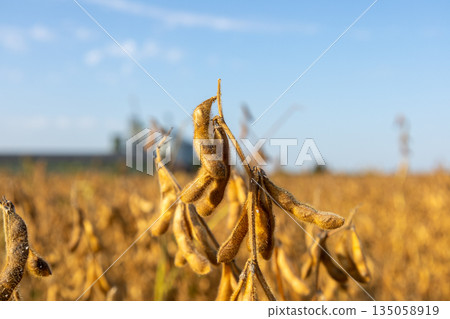 Golden soybean plants stand tall, basking in sunlight as harvest draws near, creating a serene scene of agricultural beauty Golden soybean plants stand tall, basking in sunlight as harvest draws near, creating a serene scene of agricultural beauty 135058919