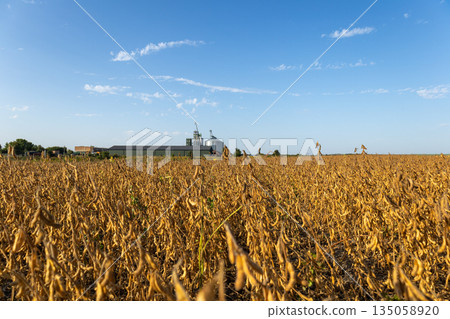 Golden soybean plants stand tall in a sunlit field, swaying softly in the warm breeze as farmers prepare for harvest near silos Golden soybean plants stand tall in a sunlit field, swaying softly in the warm breeze as farmers prepare for harvest near silos 135058920