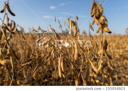 Rows of ripe soybean plants stand tall against the clear blue sky, showcasing their golden pods as farmers prepare for the harvest 135058923