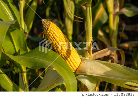 Golden corn cob stands out amidst vibrant green plants, signaling the fruitful harvest season in the fertile field 135058932