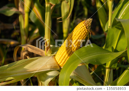 A bright yellow corn cob emerges from lush green leaves under the warm glow of sunlight, signaling the richness of fall's harvest season 135058933