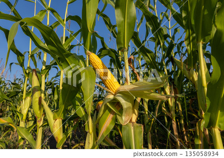 Golden corn cob stands tall amidst lush green stalks, celebrating the harvest season under a clear blue sky 135058934