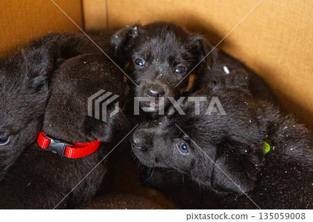 Puppies in box. Black puppy adopt pet 135059008