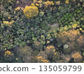 Birds eye view of a dense forest with varied tree colors in daylight 135059799