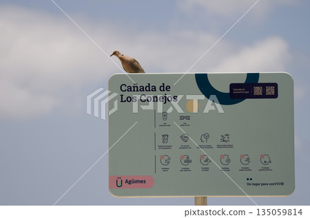 Collared dove on an information sign. 135059814