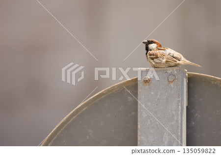 Male house sparrow resting. Male house sparrow resting. 135059822