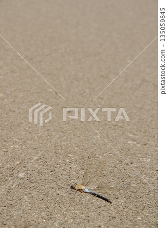 Emperor dragonfly run over. 135059845
