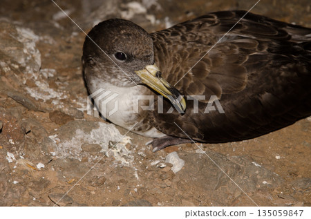 Cory's shearwater Calonectris borealis. Cory's shearwater Calonectris borealis. 135059847