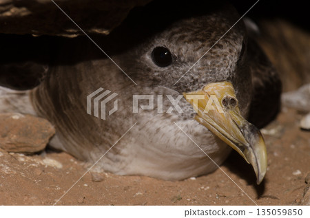Cory's shearwater in its burrow. Cory's shearwater in its burrow. 135059850