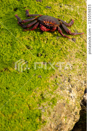 Rock crab Grapsus adscensionis. Rock crab Grapsus adscensionis. 135059855