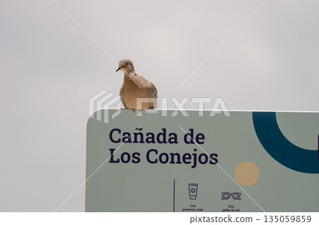Collared dove on an information sign. Collared dove on an information sign. 135059859
