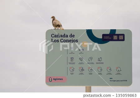 Collared dove on an information sign. Collared dove on an information sign. 135059863