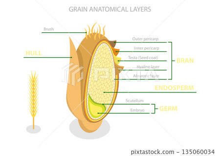 3D Isometric Flat  Illustration of Grain Anatomy, Bran, Endosperm, Germ, And Hull 135060034