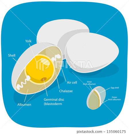 3D Isometric Flat  Illustration of Chicken Egg , Education Diagram 135060175