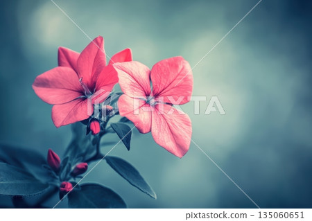 Beautiful pink flowers blooming in a serene...-插圖素材 [135060651] - PIXTA圖庫