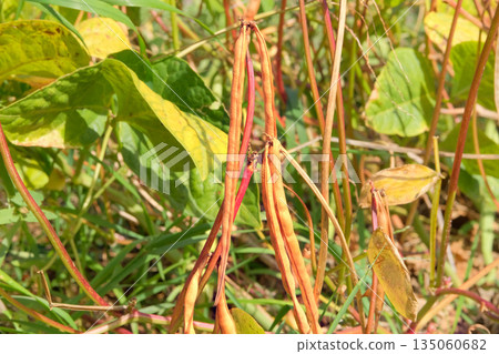 Urad plant. Vigna mungo seed head in meadow in sunny day. Black matpe plant in gardening. Organic plant in farming. Urad plant. Vigna mungo seed head in meadow in sunny day. Black matpe plant in gardening. Organic plant in farming. 135060682
