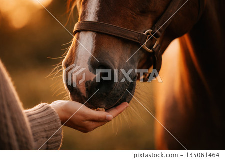 Close up of horse gently feeding from human hand. An emotional moment of connection and trust showing animal care during beautiful sunset with soft light 135061464