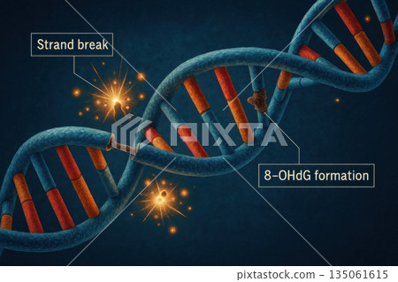 Scientific visualization of oxidative damage on DNA helix showing detailed molecular view. process shows strand break and 8 OHdG formation, concerning genetic problem 135061615