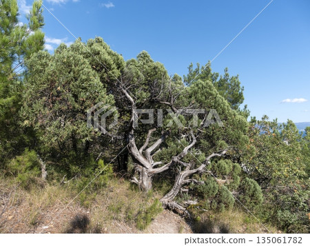 Panoramic view of the sea from a rocky hillside with pine trees under a clear blue summer sky Panoramic view of the sea from a rocky hillside with pine trees under a clear blue summer sky 135061782