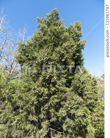 Thuja tree with ripe cones against a clear blue sky, lush green foliage, summer nature scene 135061787