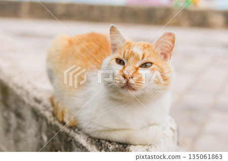 Close-up portrait of calico cat resting on stone surface in soft natural light. Domestic pet, calm expression, and peaceful outdoor moment. Close-up portrait of calico cat resting on stone surface in soft natural light. Domestic pet, calm expression, and peaceful outdoor moment. 135061863