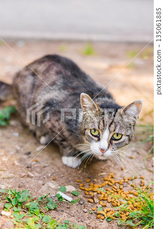 Stray cat eating kibble on the ground. Outdoor care, animal kindness, and street pet feeding in urban park area. 135061885