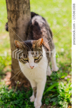Tabby cat brushing against tree on sunny grass. Outdoor calmness, feline behavior, and peaceful summer mood in nature. 135061888