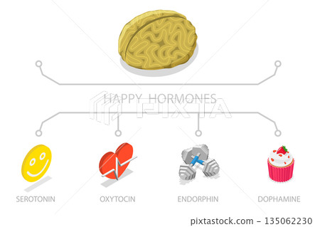 3D Isometric Flat  Illustration of Happy Hormones, Brain Chemicals 135062230