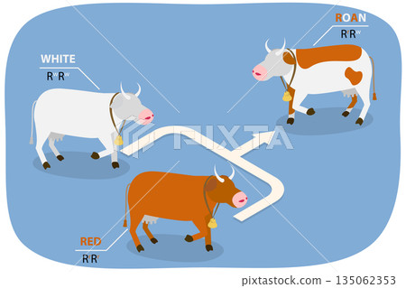 3D Isometric Flat Illustration of Codominance, Diagram Outlining Inheritance Of Heterozygote Expression With Co-Dominant Alleles 3D Isometric Flat Illustration of Codominance, Diagram Outlining Inheritance Of Heterozygote Expression With Co-Dominant Alleles 135062353
