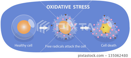 3D Isometric Flat Illustration of Oxidative Stress, From Healthy Cell To Cell Death, The Impact On Cellular Function 3D Isometric Flat Illustration of Oxidative Stress, From Healthy Cell To Cell Death, The Impact On Cellular Function 135062480