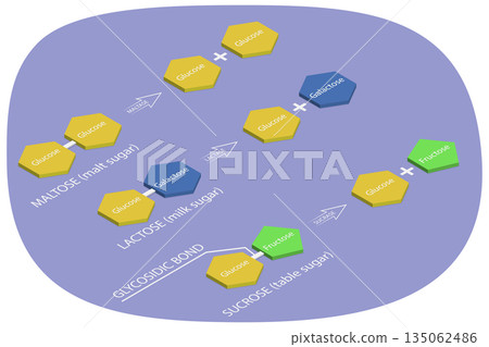 3D Isometric Flat Illustration of Disaccharides Digestion, Body Process Of Breaking Down Complex Sugars Into Simple Ones 3D Isometric Flat Illustration of Disaccharides Digestion, Body Process Of Breaking Down Complex Sugars Into Simple Ones 135062486