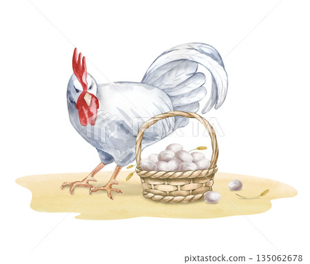 A white rooster expressively looks at a wicker basket with eggs. Watercolor illustration on an isolated background. Realistic poultry yard scene for eco-friendly product design and farming themes. 135062678