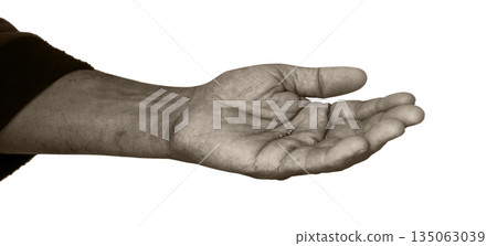 Small mustard seeds in the hand Small mustard seeds in the hand 135063039