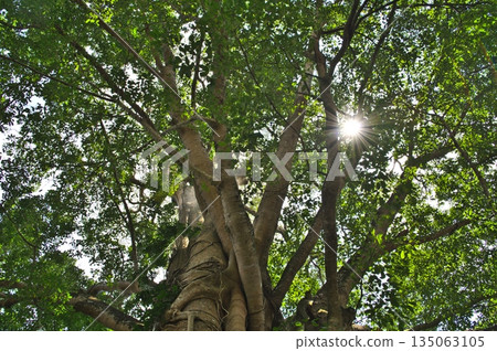 Tree crown in the Holy Monkey Forest in Ubud on Bali Indonesia Tree crown in the Holy Monkey Forest in Ubud on Bali Indonesia 135063105