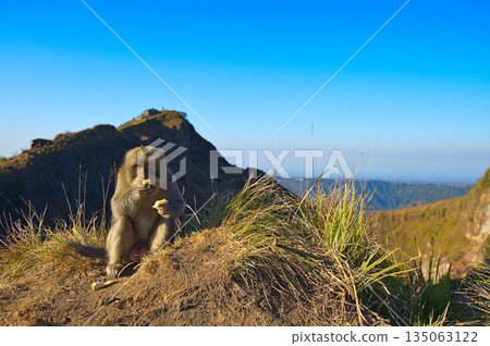 Monkey on Mount Batur on Bali Indonesia Monkey on Mount Batur on Bali Indonesia 135063122