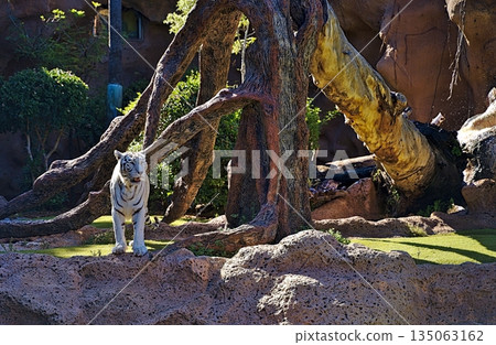 White tiger in the zoo on Tenerife 135063162