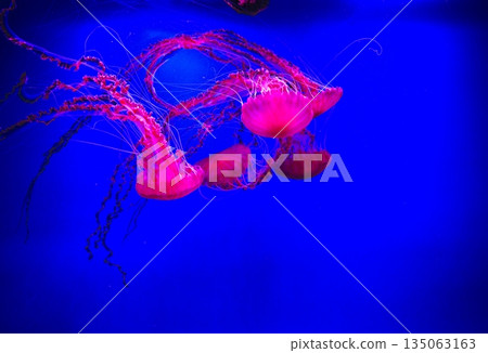 Jellyfish in an aquarium with pink light Jellyfish in an aquarium with pink light 135063163