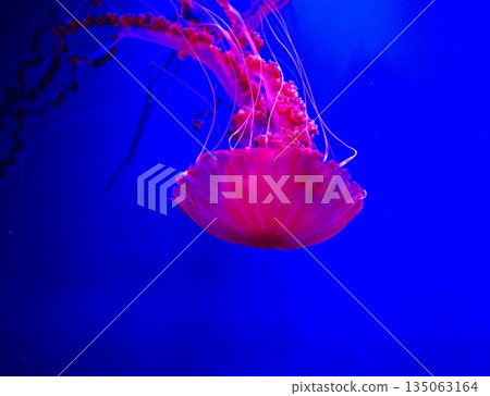 Jellyfish in an aquarium with pink light 135063164