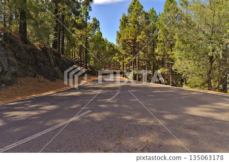 Road view through the pine forest in the Teide national parc 135063178