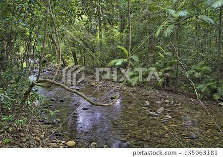 A small creek in the Daintree rainforest A small creek in the Daintree rainforest 135063181