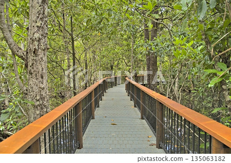Marrdja boardwalk through the Daintree rainforest at daytime 135063182