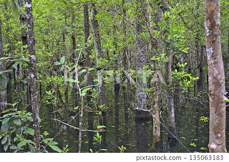 A pond at Marrdja boardwalk in the Daintree rainforest at daytime A pond at Marrdja boardwalk in the Daintree rainforest at daytime 135063183