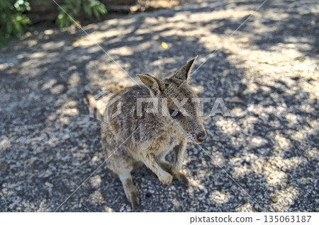 Australian Wallabie on a stone surface wanting something to eat 135063187