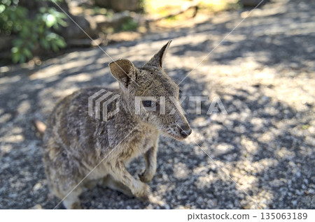 Australian Wallabie on a stone surface wanting something to eat 135063189