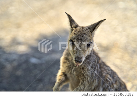 Australian Wallabie on a stone surface wanting something to eat 135063192