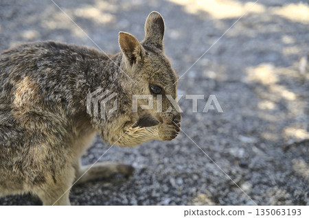 Australian Wallabie on a stone surface wanting something to eat 135063193